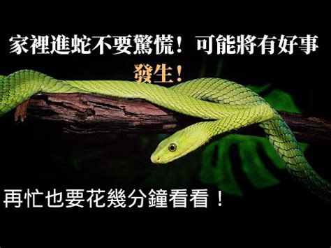 家門口出現蛇|【家裡出現蛇代表什麼】家裡出現蛇代表什麼？不能忽。